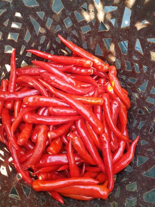 김주희님의 고추 · 영농일지 작성글 사진