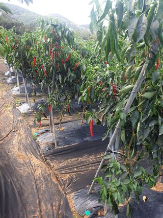 김주희님의 고추 · 영농일지 작성글 사진