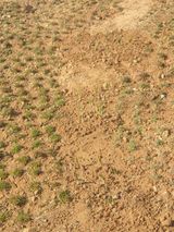 팜모닝 마늘·일상 게시글 이미지