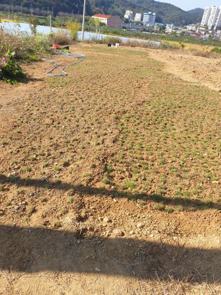 최순님의 마늘 · 일상 작성글 사진