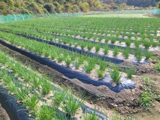 여우내 이순홍님의 기타작물 · 자유게시판 작성글 사진