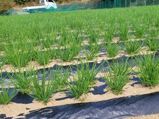 여우내 이순홍님의 기타작물 · 자유게시판 작성글 사진