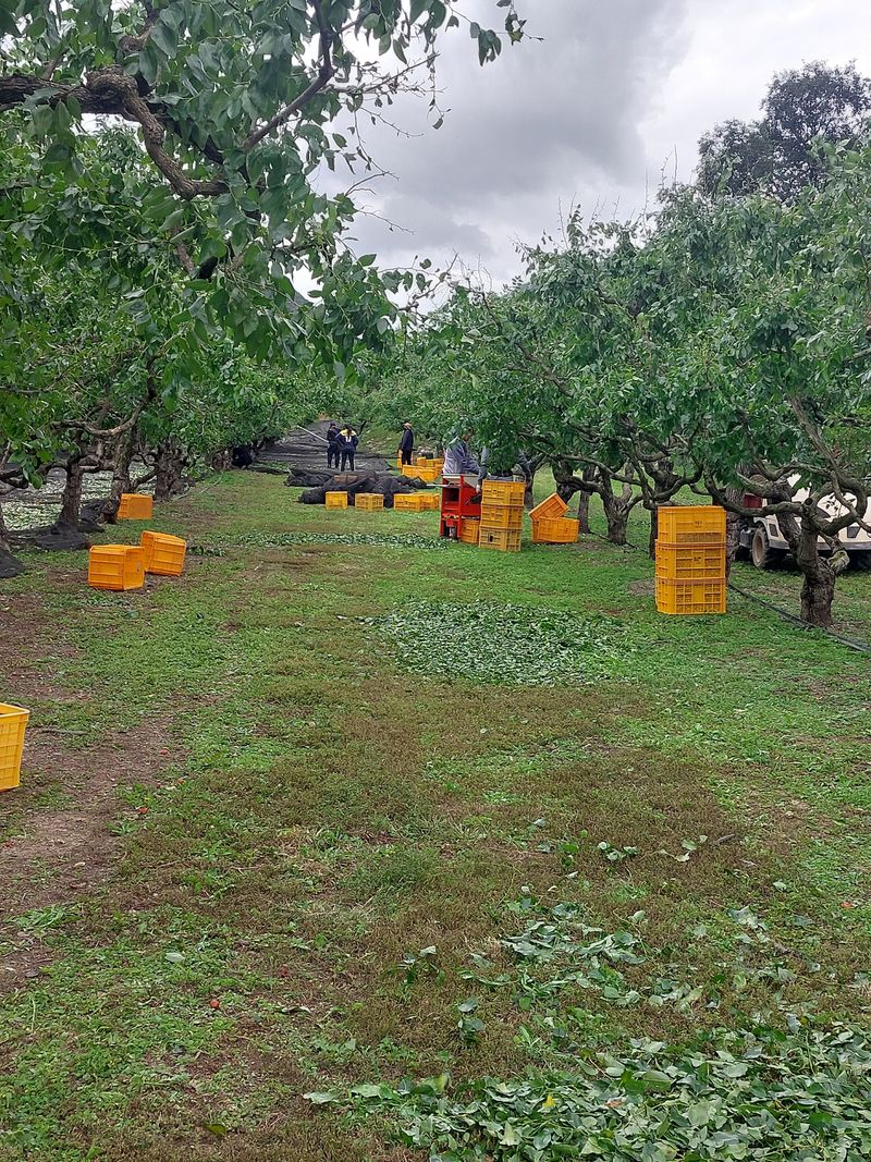 손윤영/수채화농원님의 장터 판매 상품 [특초1kg] 첨부 사진