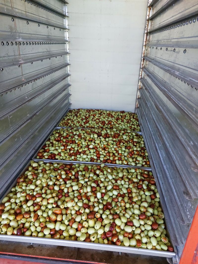 손윤영/수채화농원님의 장터 판매 상품 [특초1kg] 첨부 사진