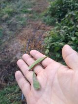 팜모닝 콩·병해충상담 게시글 이미지