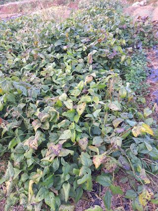 귀향인님의 콩 · 병해충상담 작성글 사진