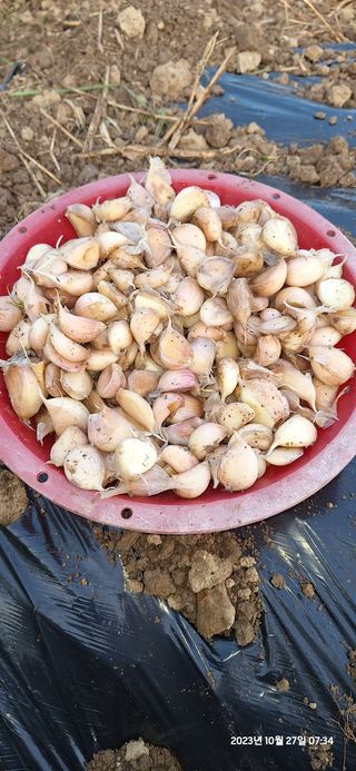 도시농부님의 마늘 · 영농일지 작성글 사진