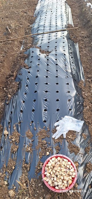 도시농부님의 마늘 · 영농일지 작성글 사진