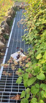 팜모닝 두릅·영농일지 게시글 이미지