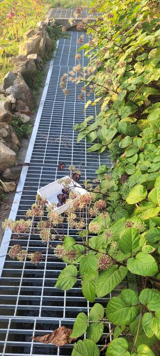 김정은님의 두릅 · 영농일지 작성글 사진