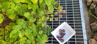 김정은님의 두릅 · 영농일지 작성글 사진