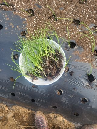 한울엄마님의 [팜춘문예] 짧은 시 쓰기 · 참여글 작성글 사진