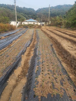 한울엄마님의 [팜춘문예] 짧은 시 쓰기 · 참여글 작성글 사진