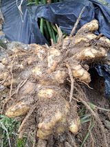 팜모닝 자유주제·자유게시판 게시글 이미지