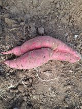 팜모닝 [팜춘문예] 짧은 시 쓰기·참여글 게시글 이미지