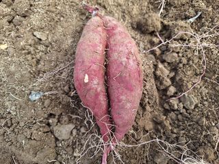 초원농원님의 [팜춘문예] 짧은 시 쓰기 · 참여글 작성글 사진