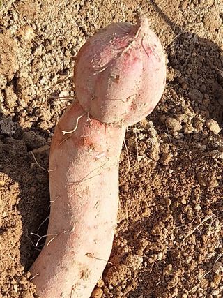 초원농원님의 [팜춘문예] 짧은 시 쓰기 · 참여글 작성글 사진