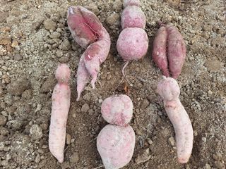 초원농원님의 [팜춘문예] 짧은 시 쓰기 · 참여글 작성글 사진