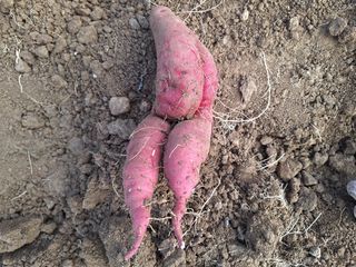 초원농원님의 [팜춘문예] 짧은 시 쓰기 · 참여글 작성글 사진