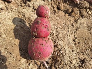 초원농원님의 [팜춘문예] 짧은 시 쓰기 · 참여글 작성글 사진