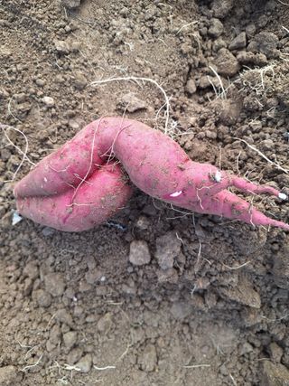 초원농원님의 [팜춘문예] 짧은 시 쓰기 · 참여글 작성글 사진