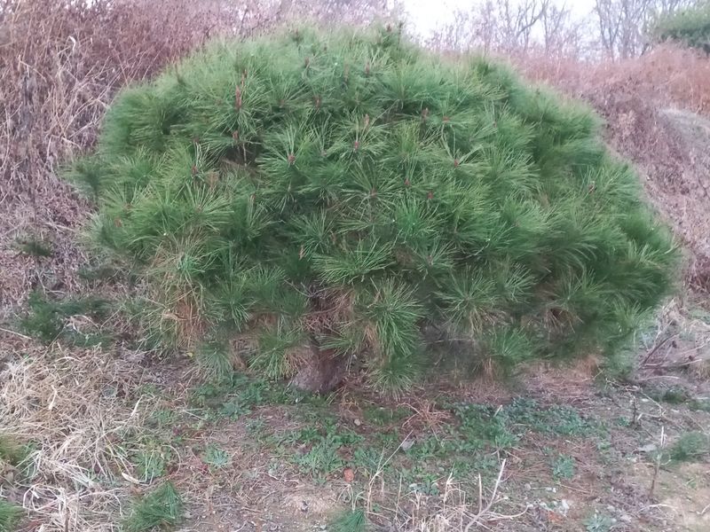 장터 상품 [도토리가루 1kg] 썸네일