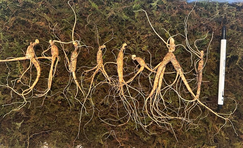 장터 상품 [씨종 8년근 정삼 할인해서 판매합니다~] 썸네일