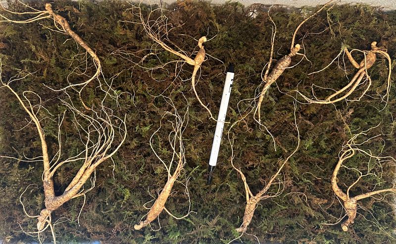 진상빈님의 장터 판매 상품 [씨종 8년근 정삼 할인해서 판매합니다~] 첨부 사진