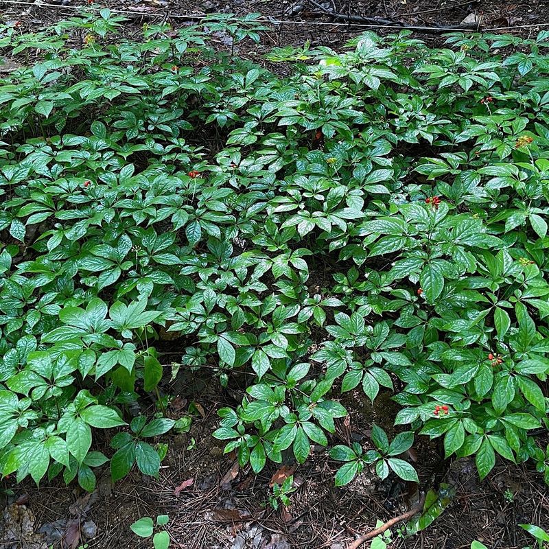 진상빈님의 장터 판매 상품 [씨종 8년근 정삼 할인해서 판매합니다~] 첨부 사진