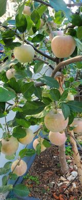 팜모닝 자유주제·사진전 게시글 이미지