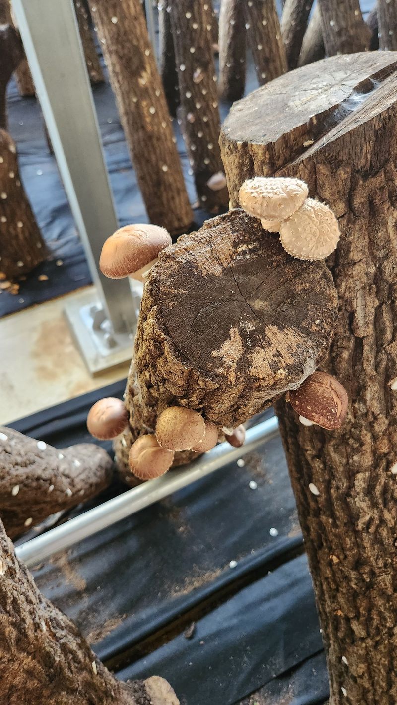 모실표고님의 장터 판매 상품 [참나무원목 표고버섯 1kg] 첨부 사진