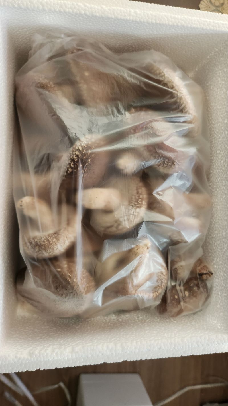 모실표고님의 장터 판매 상품 [참나무원목 표고버섯 1kg] 첨부 사진