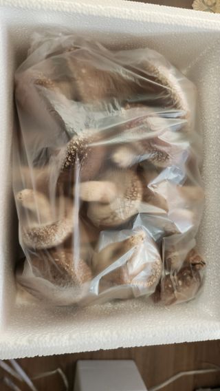 모실표고님의 작성글 사진