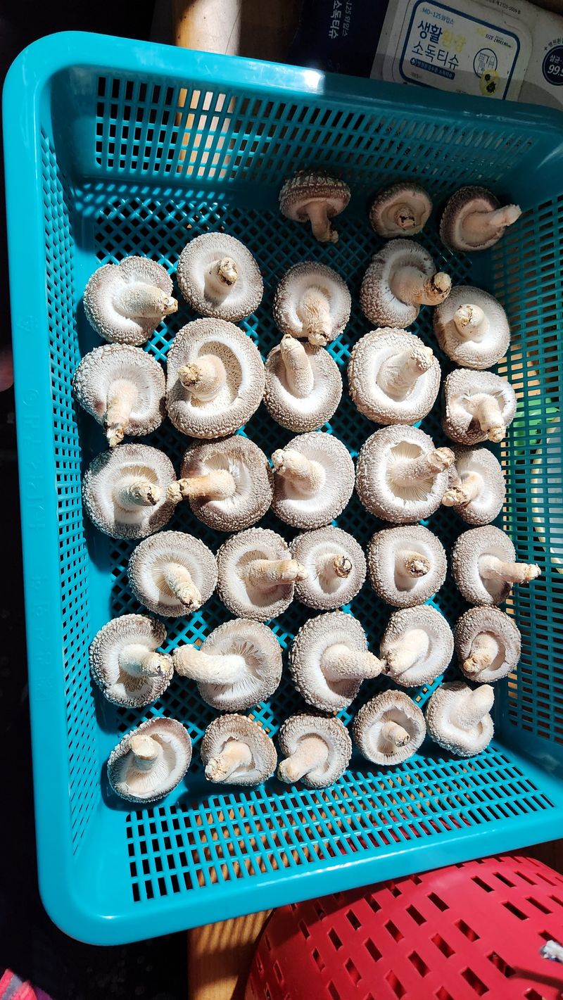 모실표고님의 장터 판매 상품 [참나무원목 표고버섯 1kg] 첨부 사진