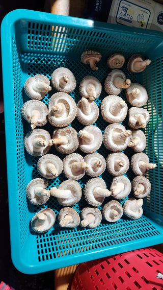 모실표고님의 작성글 사진