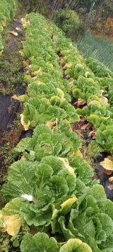 팜모닝 배추·병해충상담 게시글 이미지