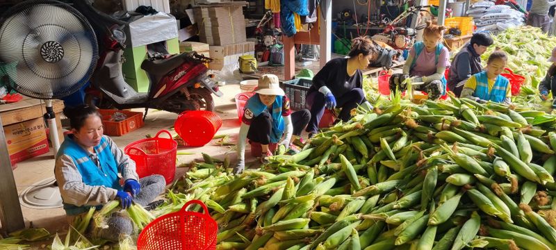 장터 상품 [냉동옥수수50.30.20.10포장] 썸네일