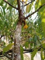 팜모닝 복숭아·병해충상담 게시글 이미지