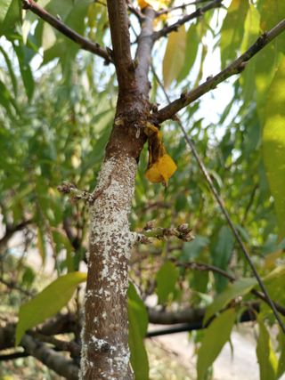 이황희님의 복숭아 · 병해충상담 작성글 사진