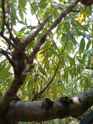 이황희님의 복숭아 · 병해충상담 작성글 사진