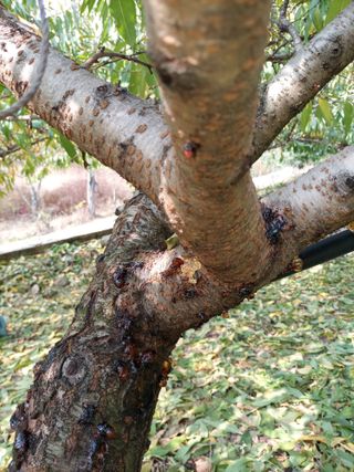 이황희님의 복숭아 · 병해충상담 작성글 사진