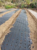 팜모닝 양파·영농일지 게시글 이미지