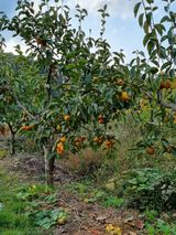 팜모닝 감·자유게시판 게시글 이미지