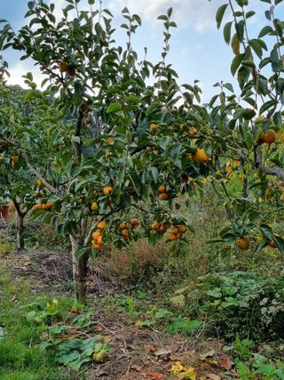 대봉감&단감님의 감 · 자유게시판 작성글 사진