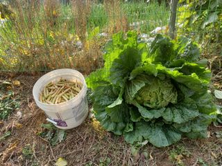 땅땅님의 배추 · 일상 작성글 사진