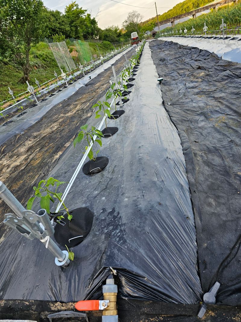 바이털사인님의 장터 판매 상품 [코테카 고추콘] 첨부 사진