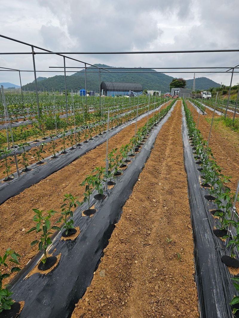 장터 상품 [코테카 고추콘] 썸네일