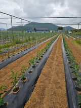 팜모닝 · 게시글 이미지