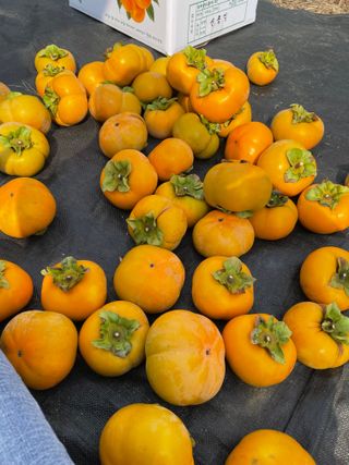 오디님의 감 · 자유게시판 작성글 사진