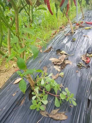 바이털사인님의 작성글 사진